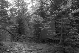 Heike Rinde